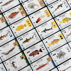Finspan: Sharks & Reefs